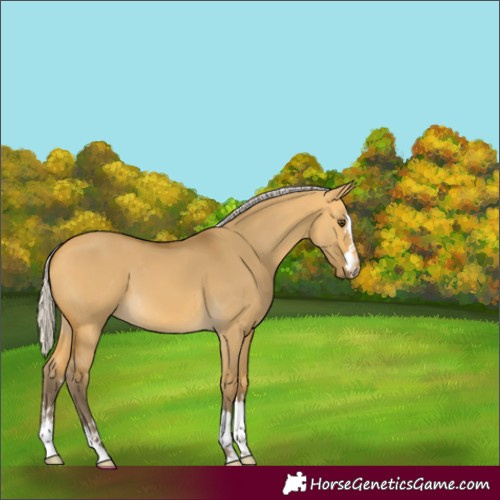 Horse Color:Silver Buckskin Dun 