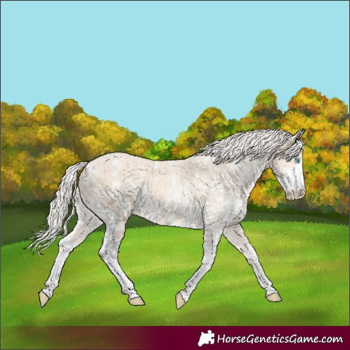 Horse Color:Cremello Sabino  and Cremello Sabino Rabicano 
