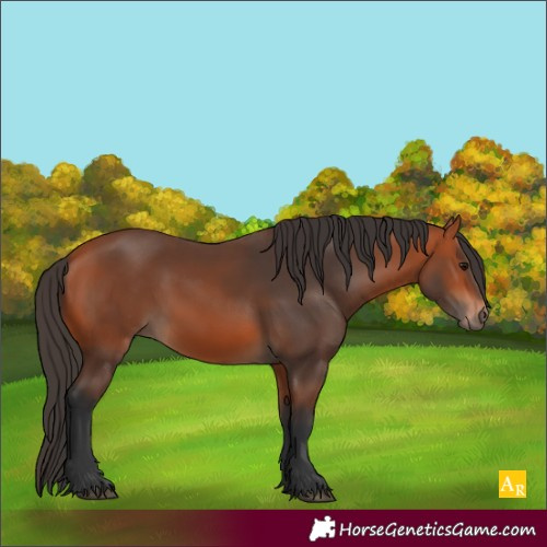 Horse Color:Unknown 