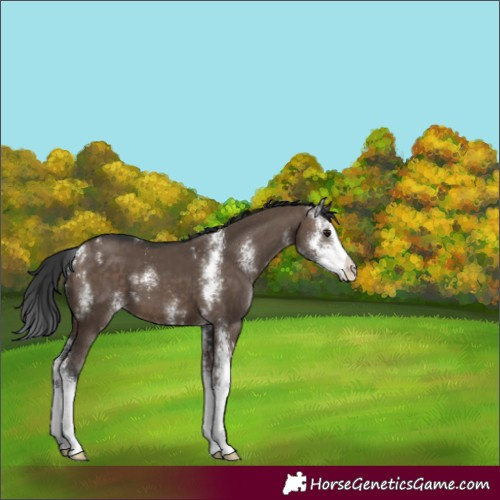 Horse Color:Brown Dun Sabino 