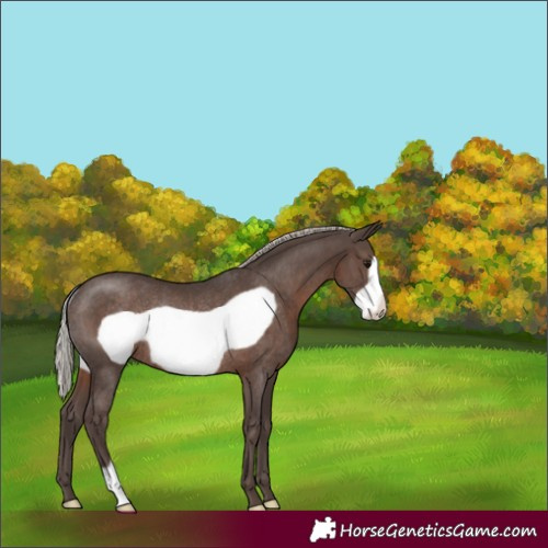 Horse Color:Silver Black Frame Rabicano 