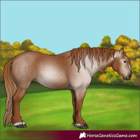 Horse Color:Gray Chestnut