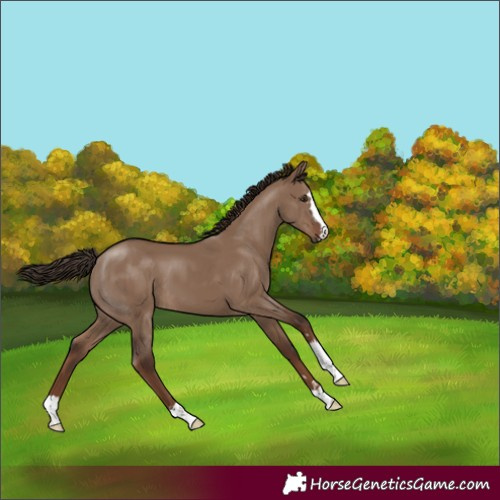 Horse Color:Liver Red Dun 