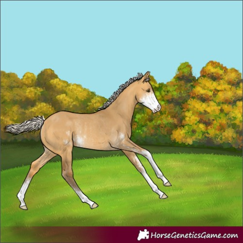 Horse Color:Silver Buckskin Dun Sabino Rabicano 