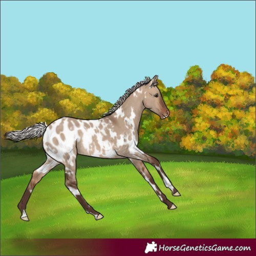 Horse Color:White Spotted Silver Bay Dun Appaloosa Rabicano 