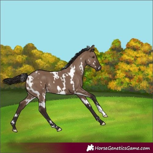 Horse Color:White Spotted Liver Red Dun 