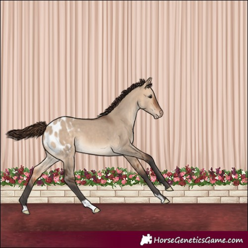 Horse Color:Bay Dun Appaloosa