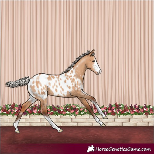 Horse Color:Silver Bay Dun Sabino Appaloosa Rabicano 