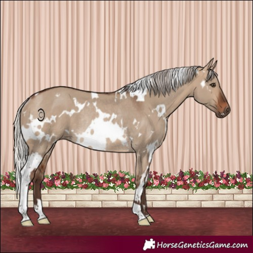 Horse Color:White Spotted Silver Brown Dun Rabicano 