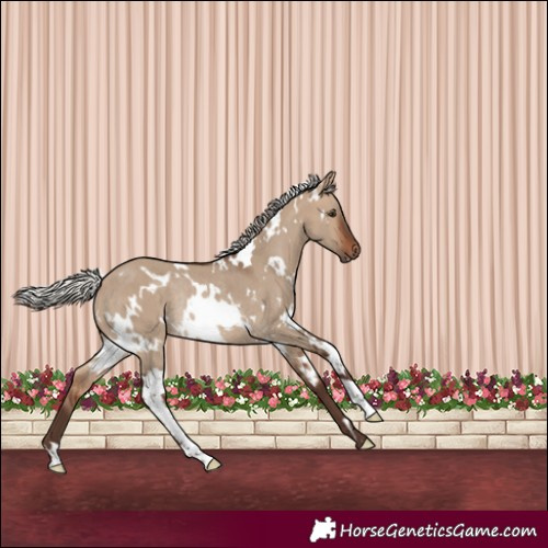 Horse Color:White Spotted Silver Brown Dun Rabicano 