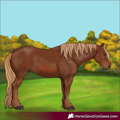 Horse Color:Chestnut 