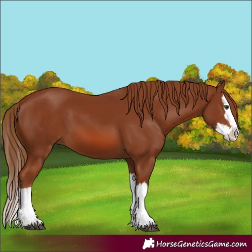 Horse Color:Chestnut Splash 