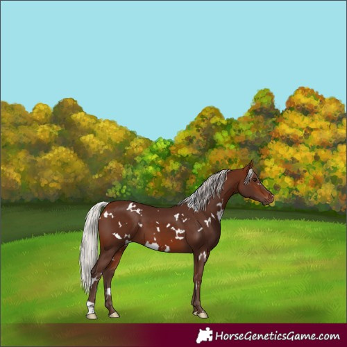 Horse Color:White Spotted Silver Bay 