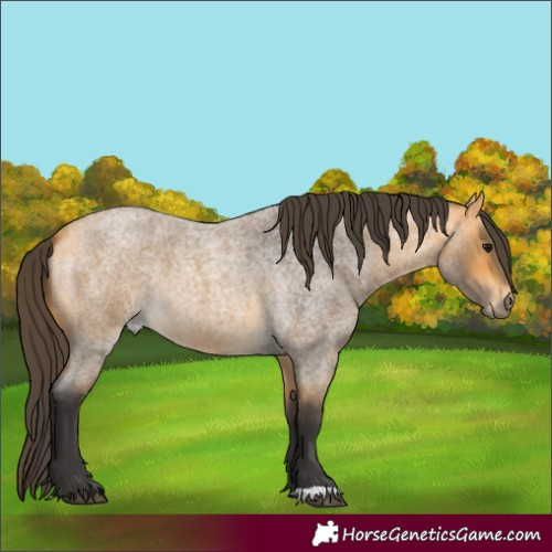 Horse Color:Buckskin Roan