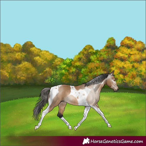 Horse Color:Gray Buckskin Tobiano 