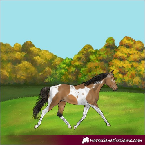 Horse Color:Gray Buckskin Tobiano 