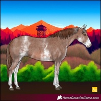 Horse Color:White Spotted Chestnut Sabino