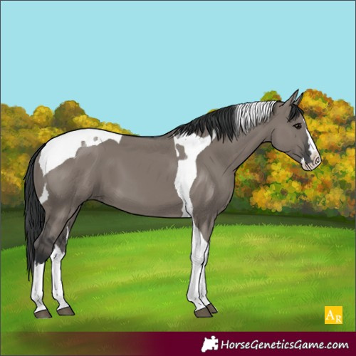 Horse Color:Unknown 