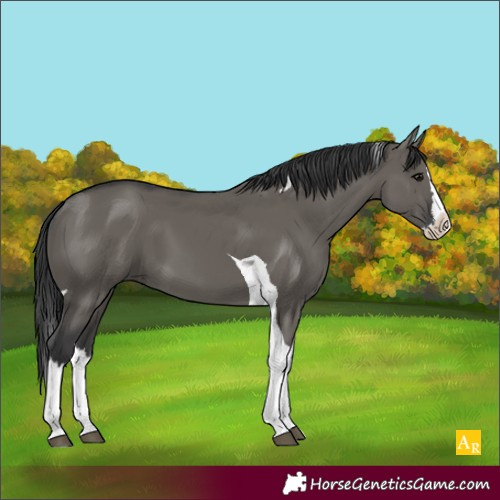 Horse Color:Unknown