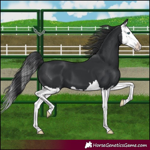 Horse Color:Black Splash 