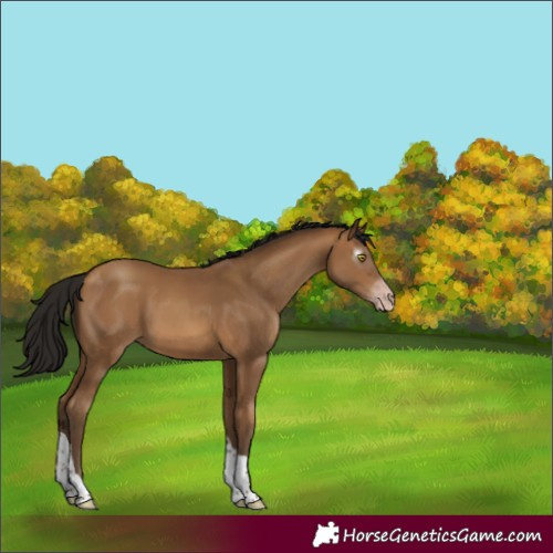 Horse Color:Gray Amber Champagne Tobiano 