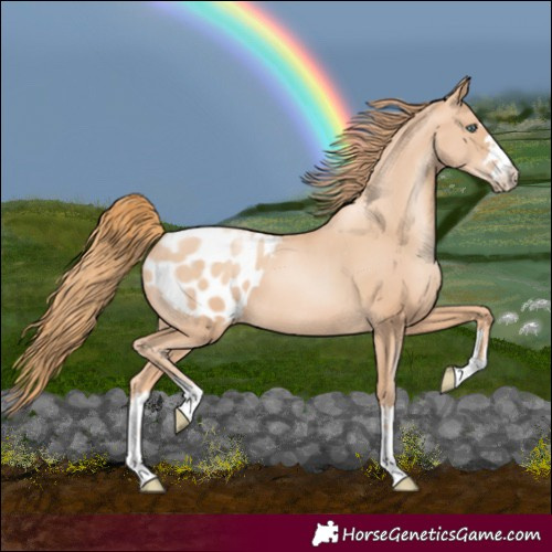 Horse Color:Gold Champagne Pearl Appaloosa 