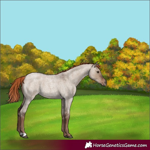 Horse Color:Liver Red Dun Roan 