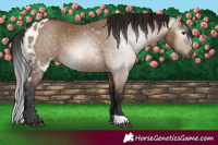 Horse Color:Gray Bay Dun Skewed LP Spotted