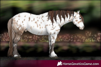 Horse Color:Bay Ice Dun Skewed LP Spotted 