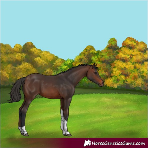 Horse Color:Brown Tobiano 