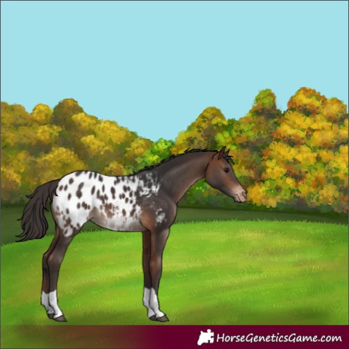 Horse Color:Bay Tobiano Appaloosa 