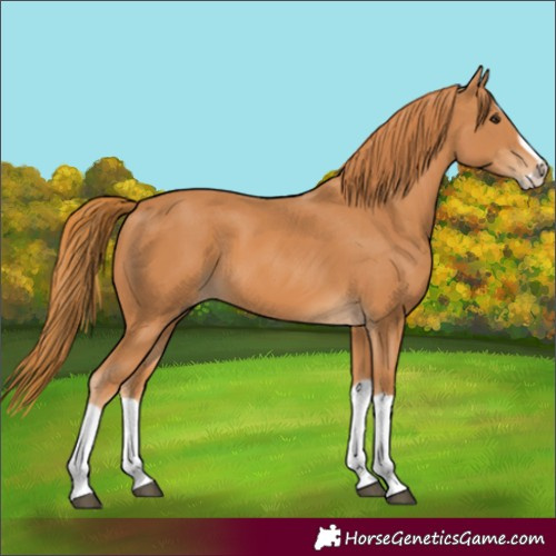 Horse Color:Chestnut Splash Frame 
