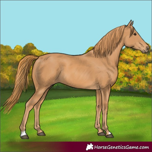 Horse Color:Chestnut Rabicano 