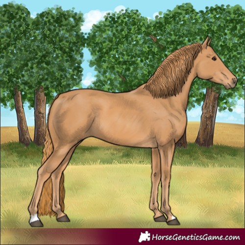 Horse Color:Chestnut Rabicano 