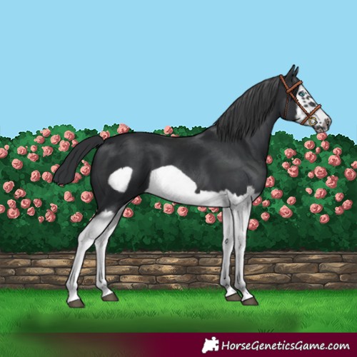 Horse Color:Black Splash Frame 