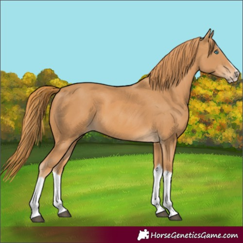 Horse Color:Chestnut Splash Frame 