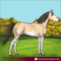 Horse Color:Buckskin Splash Frame