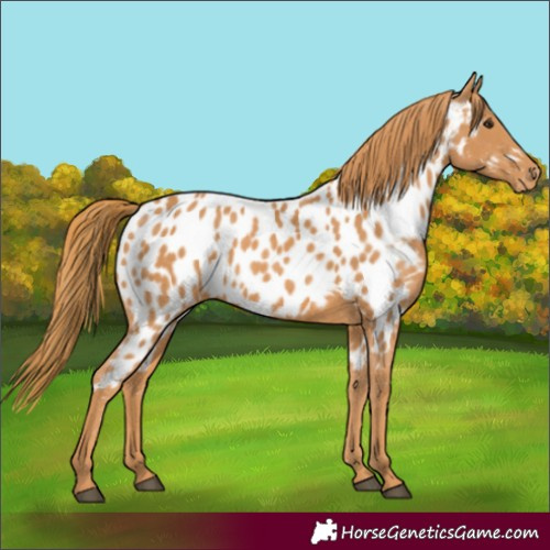 Horse Color:Chestnut Appaloosa Rabicano 