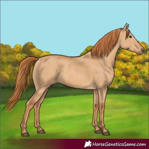 Horse Color:Red Dun Rabicano 
