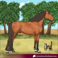 Horse Color:Bay Rabicano 