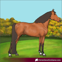 Horse Color:Bay Rabicano 