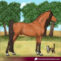 Horse Color:Bay Rabicano 