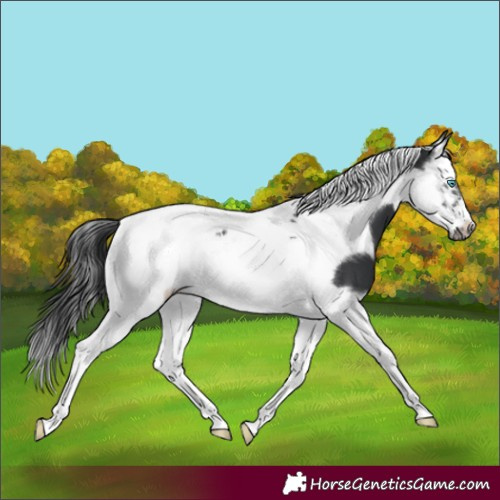 Horse Color:Black Splash Tobiano Frame 