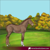 Horse Color:Liver Red Dun Sabino Tobiano Rabicano