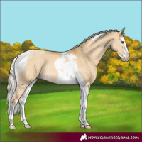 Horse Color:Palomino Dun Splash Tobiano Rabicano 