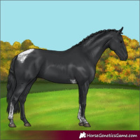 Horse Color:Black Tobiano Rabicano