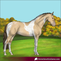 Horse Color:Classic Cream Champagne Dun Tobiano Rabicano