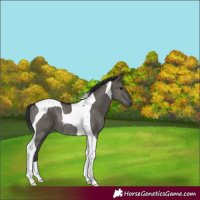 Horse Color:Grullo Tobiano Rabicano