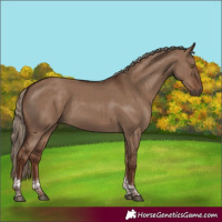 Horse Color:Liver Red Dun Tobiano Rabicano 