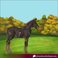 Horse Color:White Spotted Liver Chestnut Rabicano 